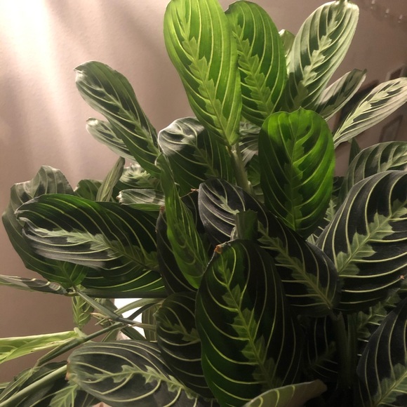Maranta Prayer Plant Cutting - Picture 3 of 5